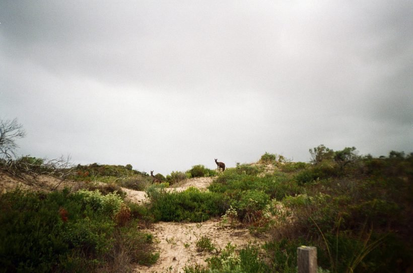 Juanimo keliones, youth travels, Australia, Studijos Australijoje, ocean, beach, kangaroo, hiking, surfing, mountains